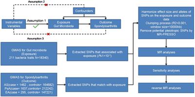 Causal association of gut microbiota on spondyloarthritis and its subtypes: a Mendelian randomization analysis